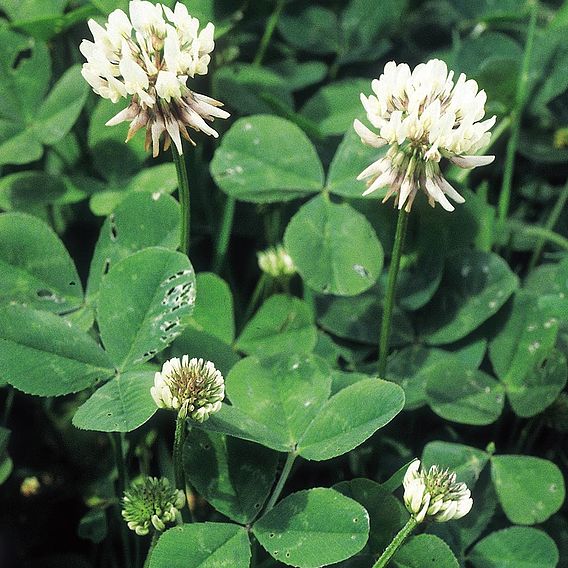 White Clover (Green Manure) - Organic Seeds
