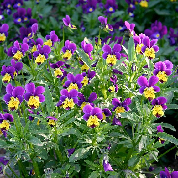 Viola 'Tricolour' - Organic Seeds