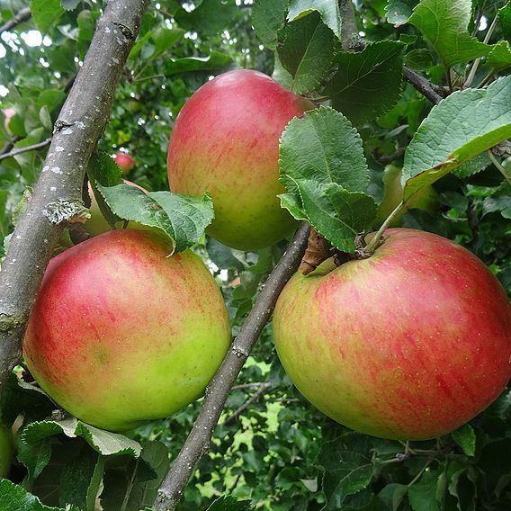 Apple Tree Annie Elizabeth