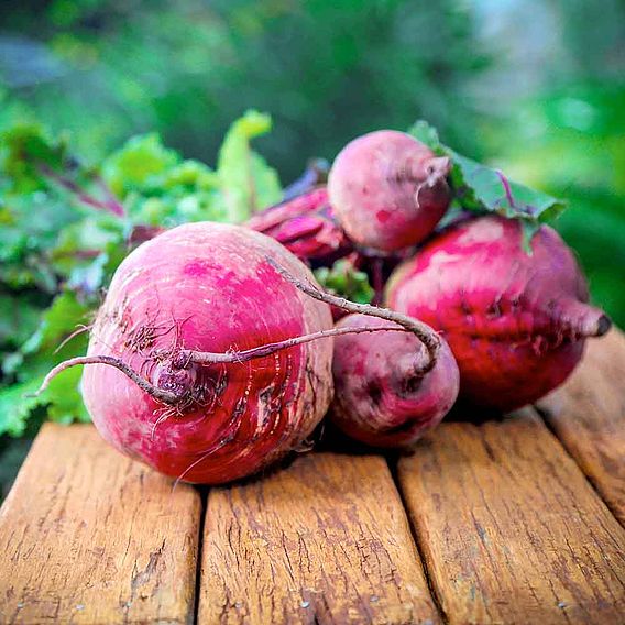 Beetroot 'Boltardy' (Globe)