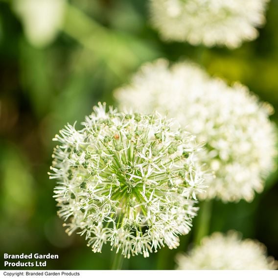 Allium stipitatum 'Mount Everest'