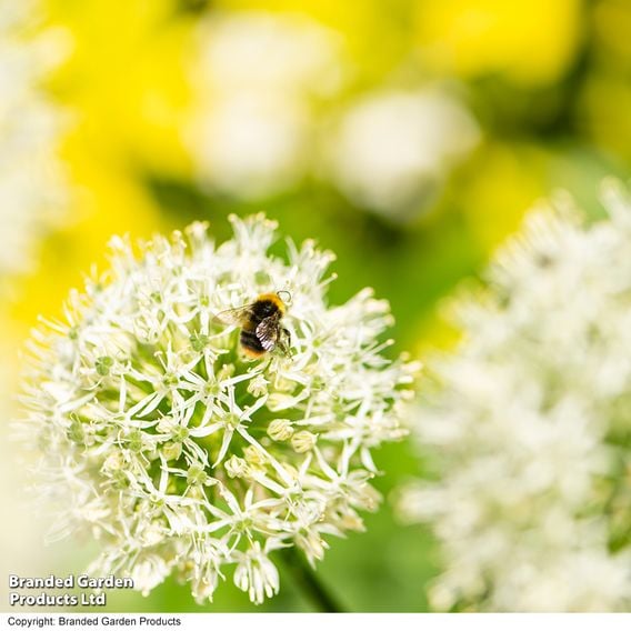 Allium stipitatum 'Mount Everest'