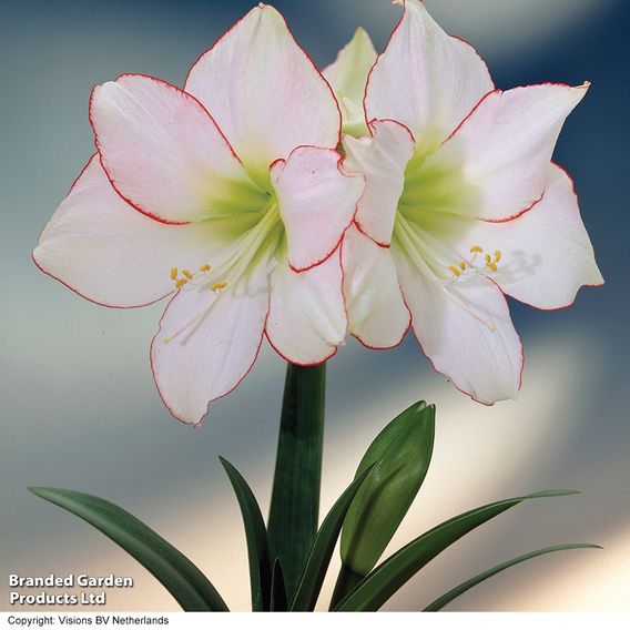 Amaryllis 'Picotee'