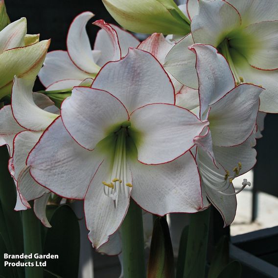 Amaryllis 'Picotee'