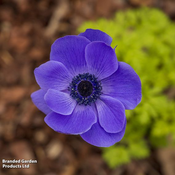 Anemone coronaria 'Mr Fokker' (De Caen Group)