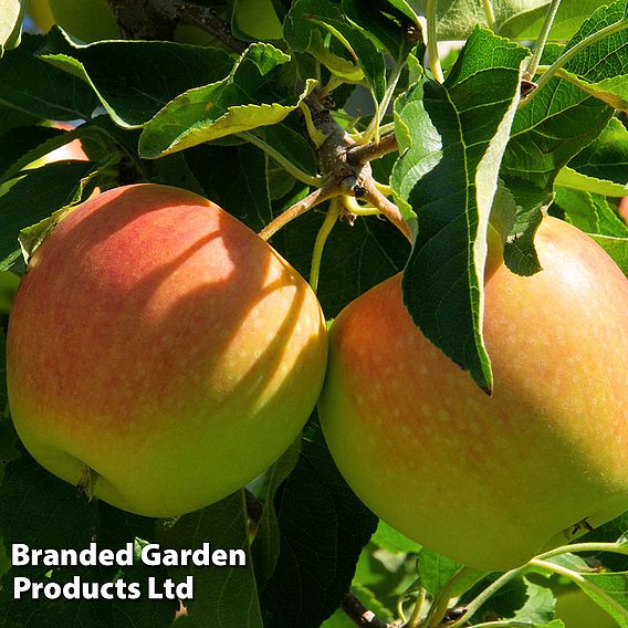 Apple 'Cox's Orange Pippin'