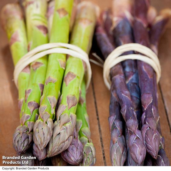 Nurserymans Choice Asparagus