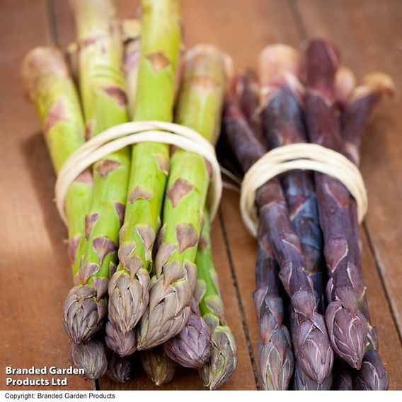 Nurserymans Choice Asparagus