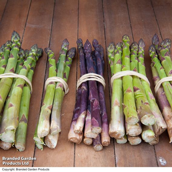 Nurserymans Choice Asparagus