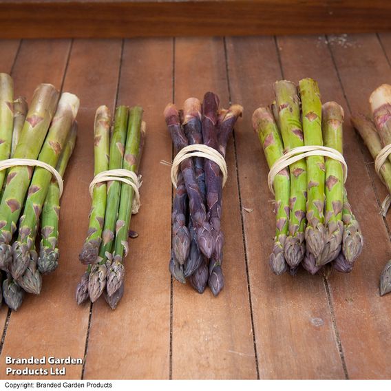 Nurserymans Choice Asparagus