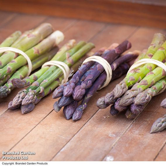 Nurserymans Choice Asparagus