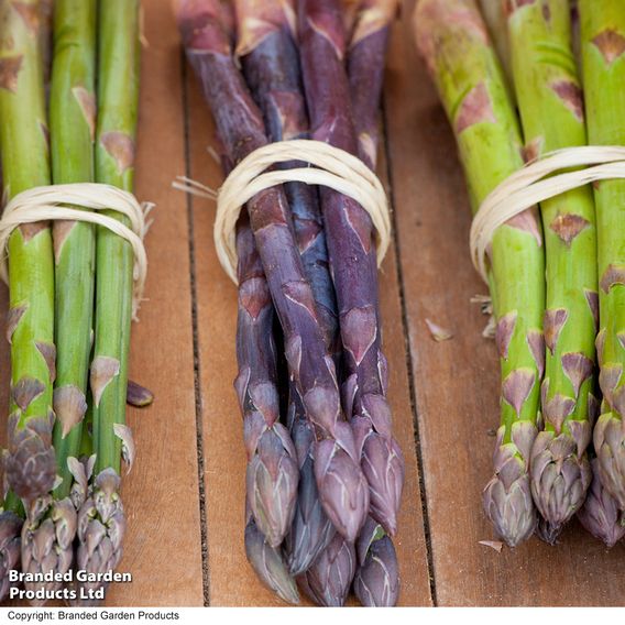 Nurserymans Choice Asparagus