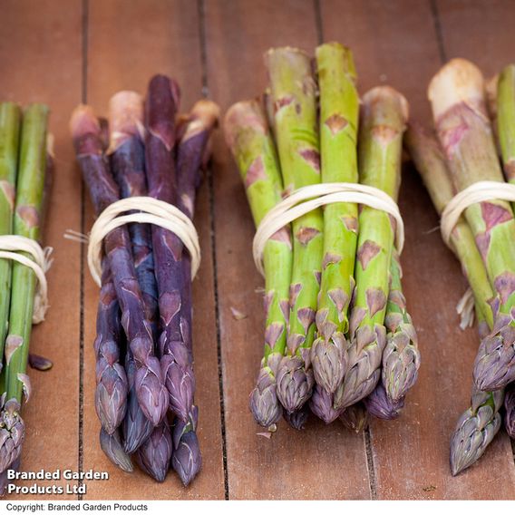 Nurserymans Choice Asparagus