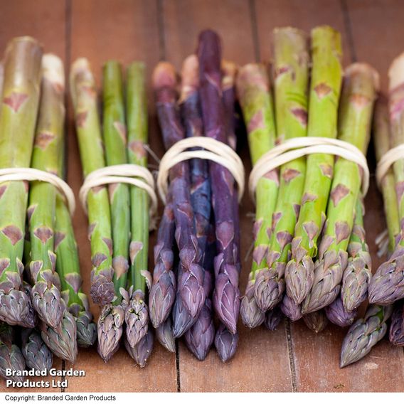 Nurserymans Choice Asparagus