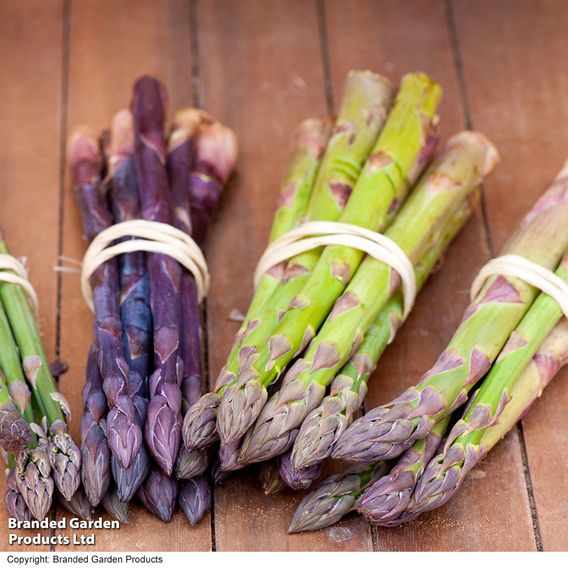 Nurserymans Choice Asparagus