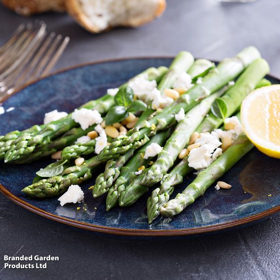 Nurserymans Choice Asparagus