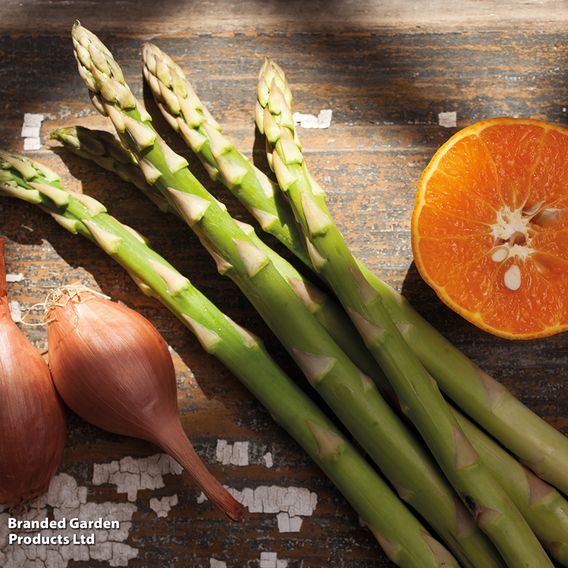 Nurserymans Choice Asparagus