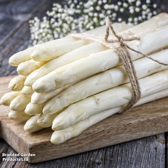 Nurserymans Choice Asparagus