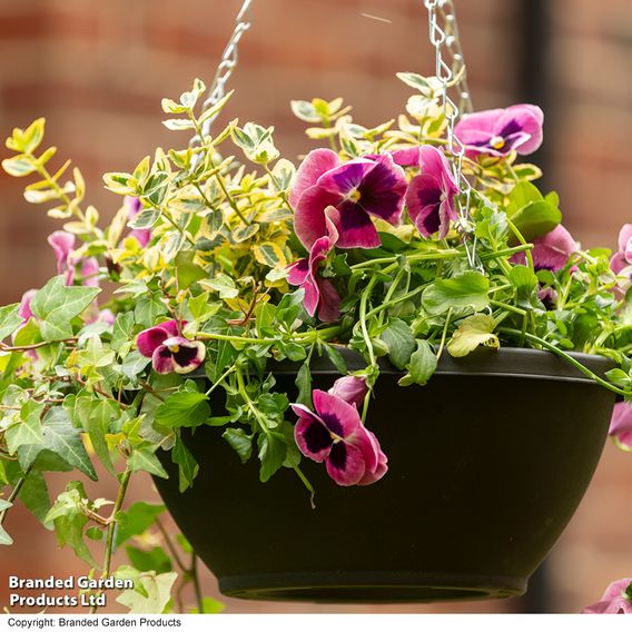 25cm Plastic Hanging Basket