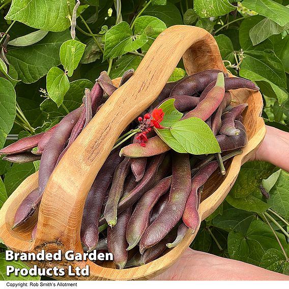 Runner Bean 'Black Knight'