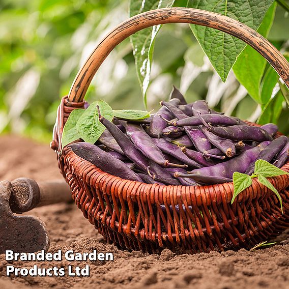 Runner Bean 'Black Knight'