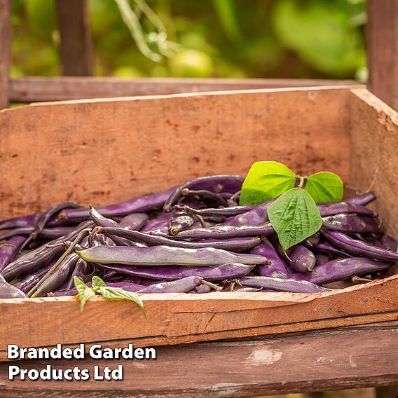 Runner Bean 'Black Knight'