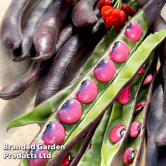 Runner Bean 'Black Knight'