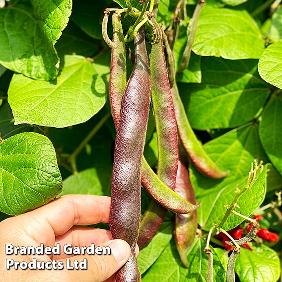 Runner Bean 'Black Knight'