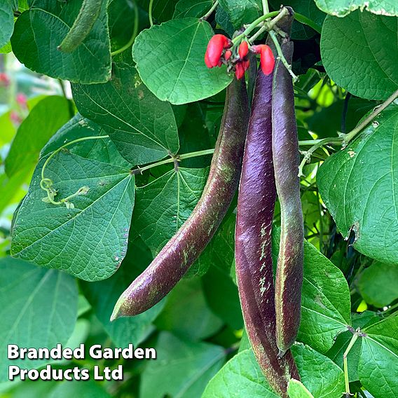 Runner Bean 'Black Knight'