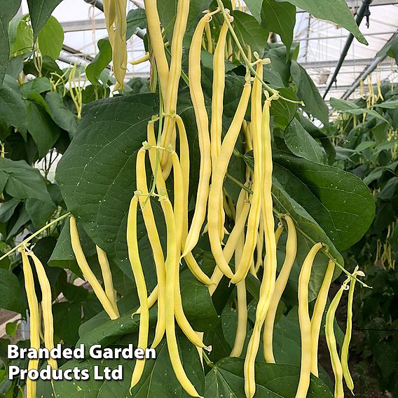 Climbing Bean 'Sunshine' - Organic Seeds