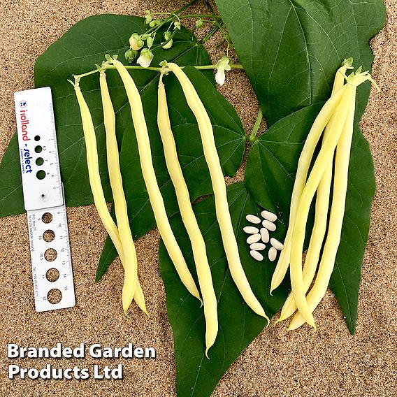 Climbing Bean 'Sunshine' - Organic Seeds
