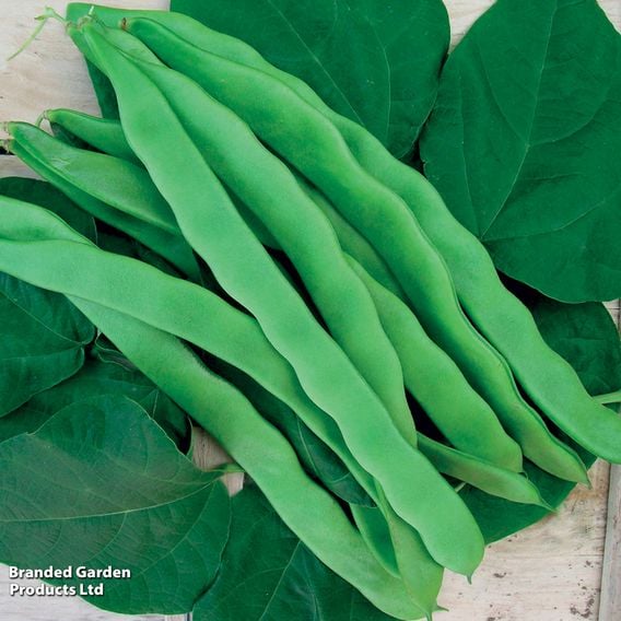 Climbing French Bean 'Helda' - Organic Seeds