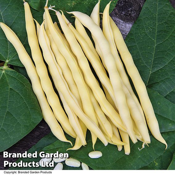 Climbing Bean 'Sunshine' - Organic Seeds
