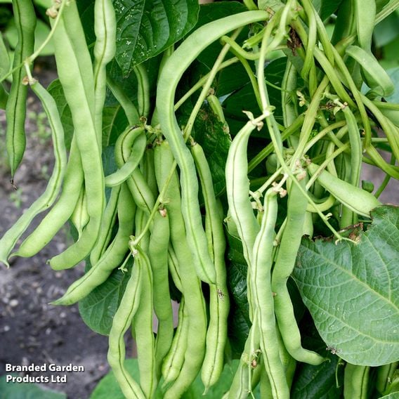 Climbing French Bean 'Neckar Queen' - Organic Seeds