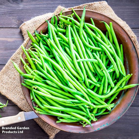 Dwarf French Bean 'Compass' - Organic Seeds