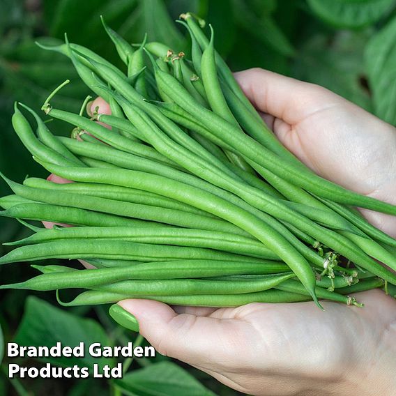Dwarf Bean 'Faraday' - Organic Seeds