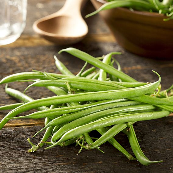 Dwarf French Bean 'Compass' - Organic Seeds