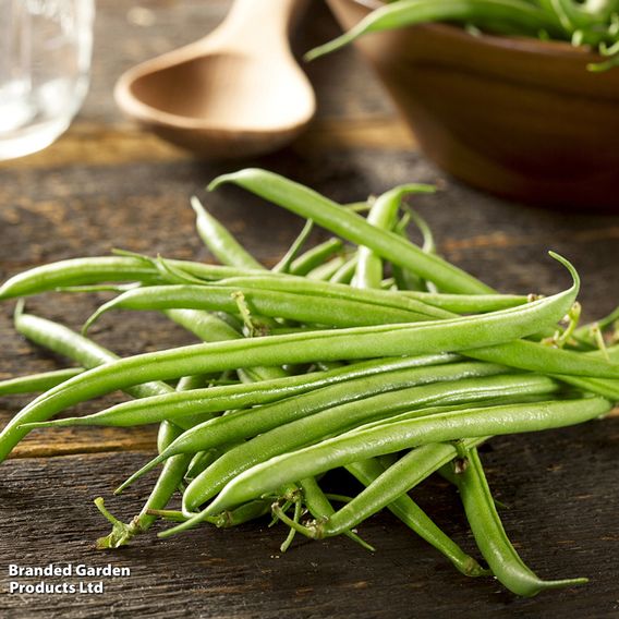 Dwarf French Bean 'Compass' - Organic Seeds