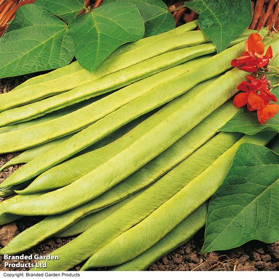 Runner Bean 'Scarlet Emperor' - Organic Seeds