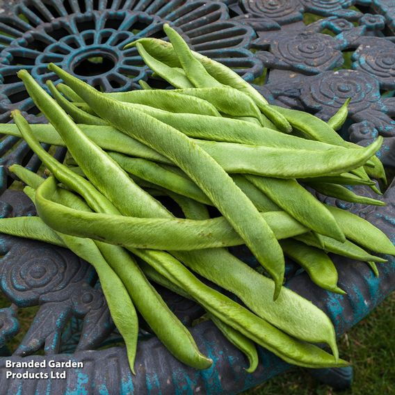 Runner Bean 'Scarlet Emperor' - Organic Seeds