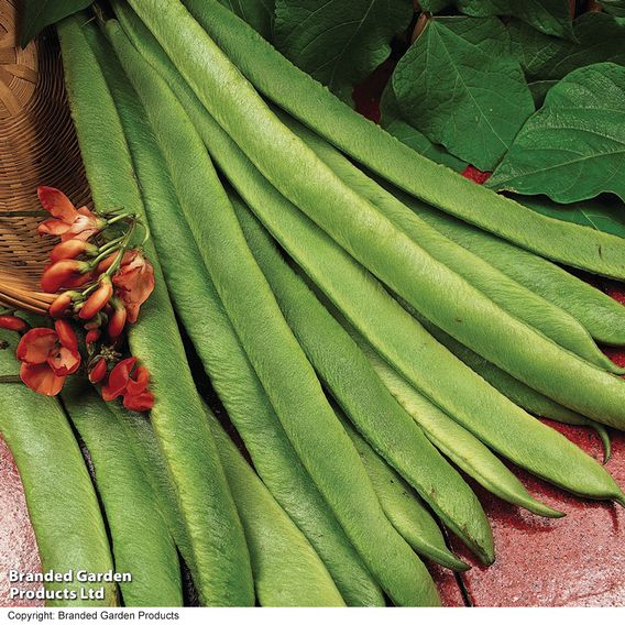 Runner Bean 'Scarlet Emperor' - Organic Seeds