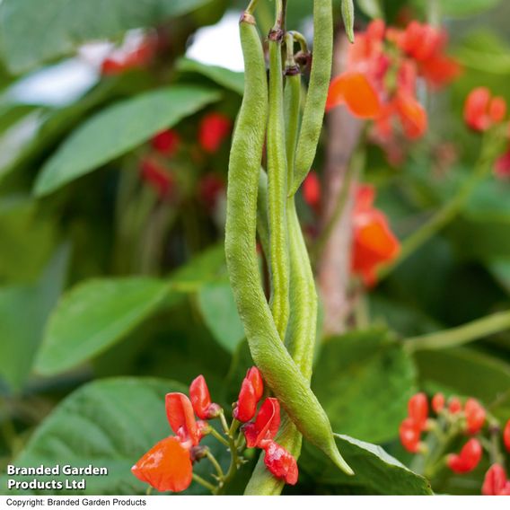 Runner Bean 'Scarlet Emperor' - Organic Seeds