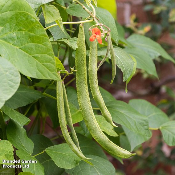 Runner Bean 'Scarlet Emperor' - Organic Seeds