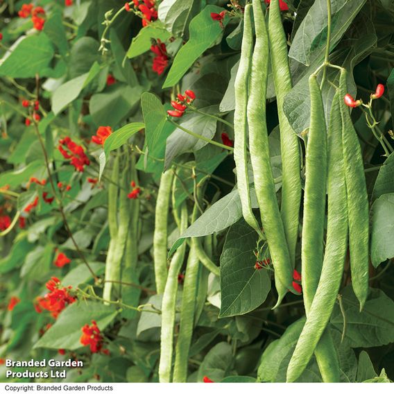 Runner Bean 'Scarlet Emperor' - Organic Seeds