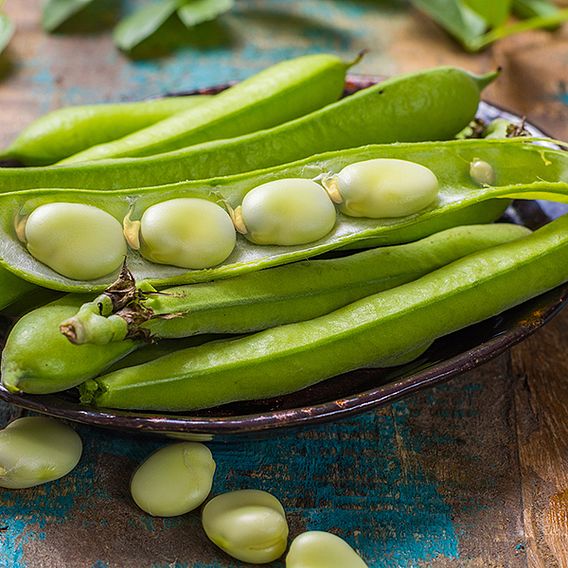 Broad Bean 'Vroma' - Seeds