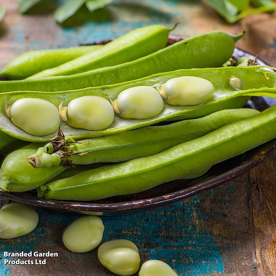 Broad Bean 'Vroma' - Seeds