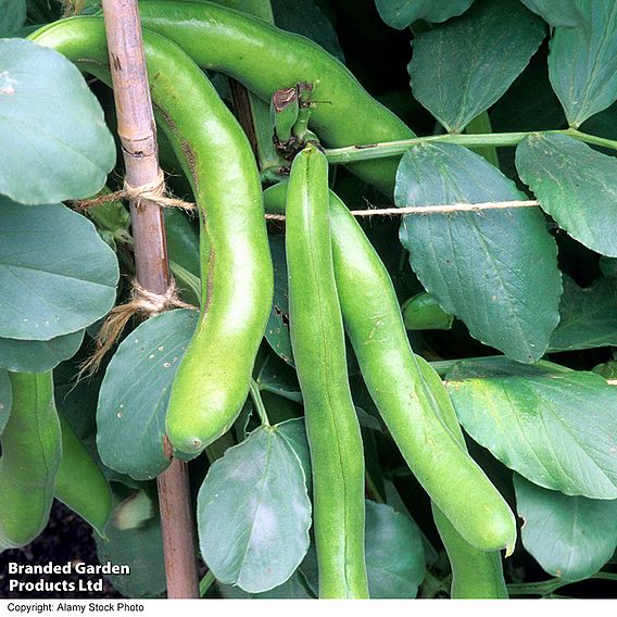 Broad Bean 'Vroma' - Seeds