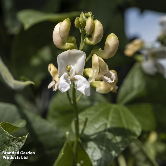 Runner Bean 'White Emergo' - Organic Seeds