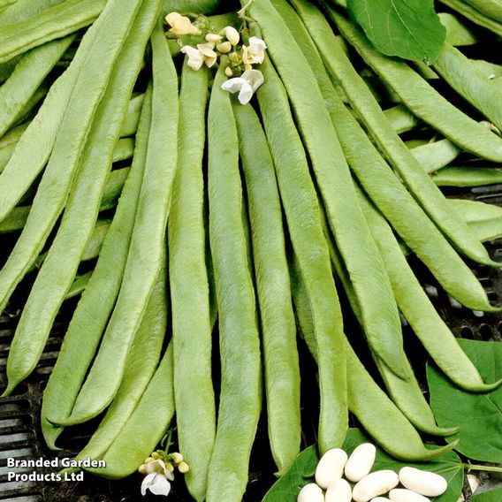 Runner Bean 'White Emergo' - Organic Seeds