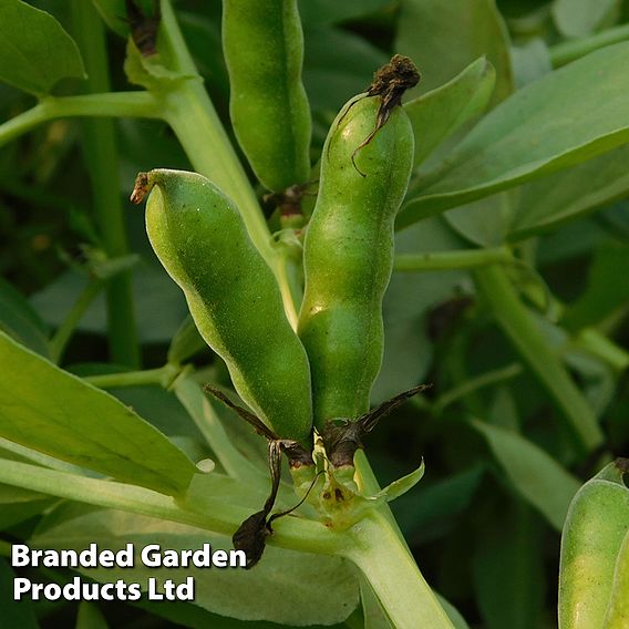 Broad Bean 'White Windsor' (Organic) - Seeds